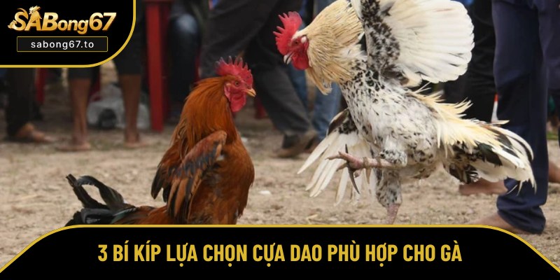 Tổng hợp bí quyết chọn cựa dao cho chiến kê
