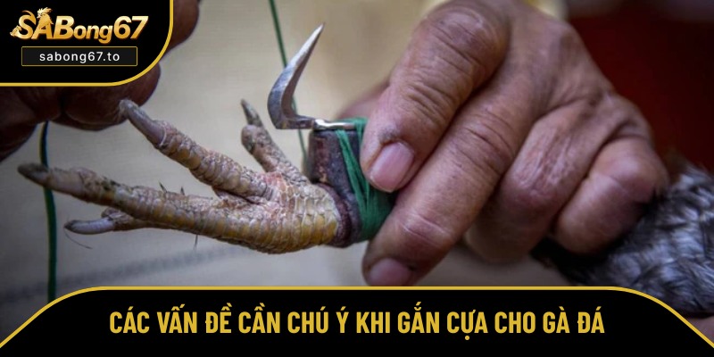 Lưu ý quan trọng khi gắn cựa cho gà chọi