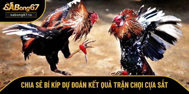 Bật mí mẹo dự đoán trận chọi cựa sắt chuẩn xác Bật mí mẹo dự đoán trận chọi cựa sắt chuẩn xác
