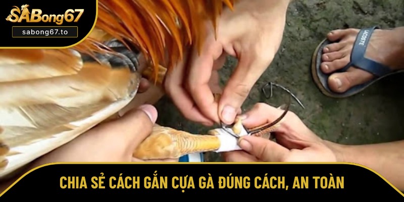 Bật mí cách gắn cựa gà chuẩn xác nhất