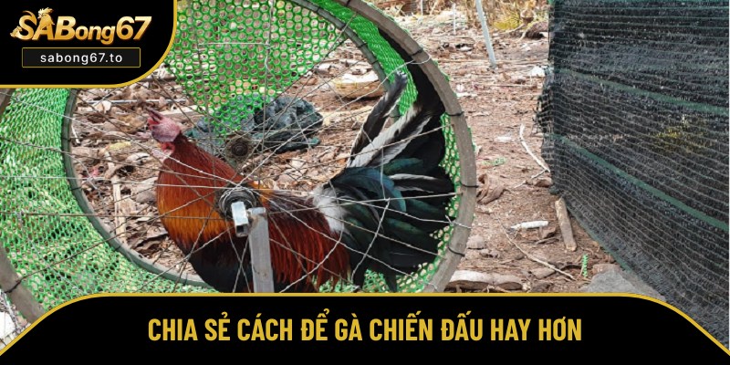 Bật mí cách nuôi gà đá hay, chiến thắng mọi sàn đấu