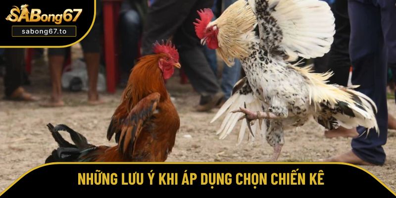 Chú ý trong cách chọn gà đá theo đòn lối