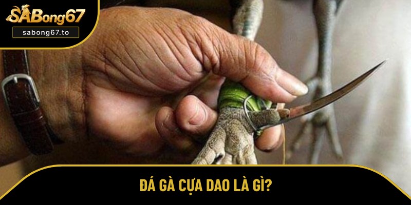 Giới thiệu tổng quan về đấu chọi cựa dao
