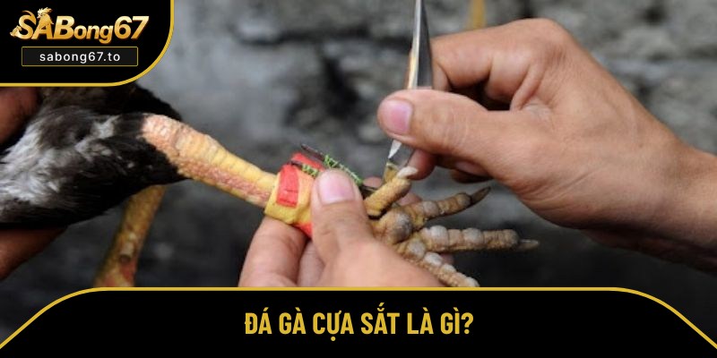 Tổng quan đôi nét về đá gà cựa sắt Tổng quan đôi nét về đá gà cựa sắt