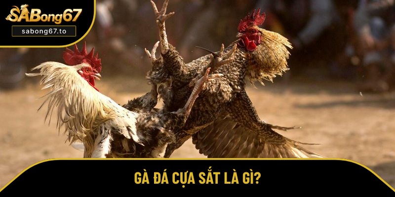Khái niệm về gà đá cựa sắt