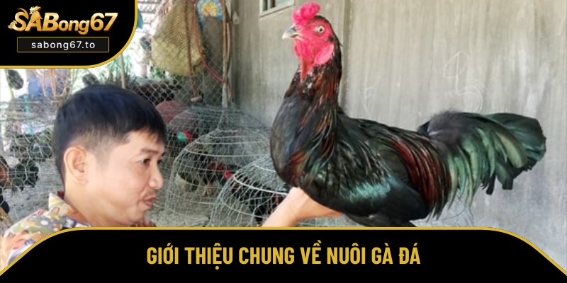 Tổng quan đôi nét về việc nuôi gà đá