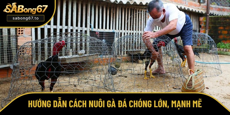 Chia sẻ cách nuôi gà đá khoa học nhất
