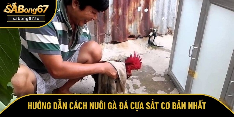 Chia sẻ cách nuôi gà đá cựa sắt cơ bản