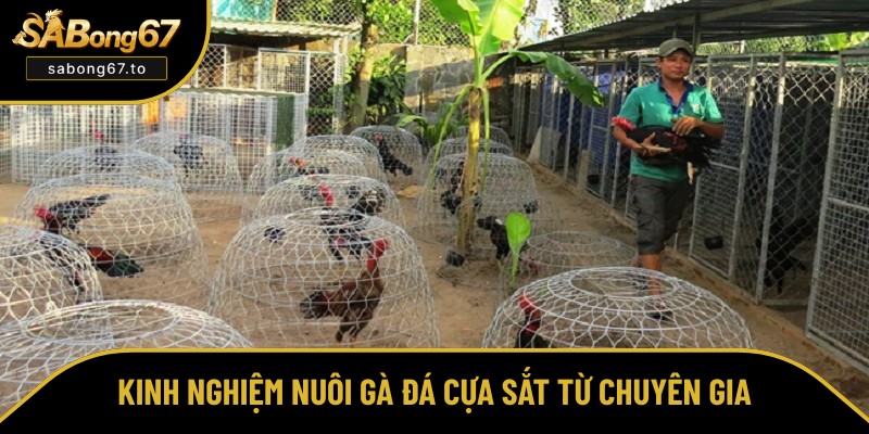 Bí quyết nuôi gà đá cựa sắt nâng cao