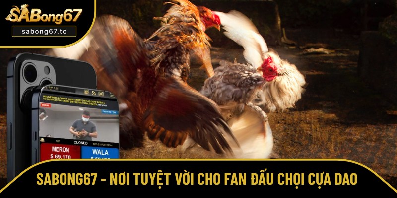 Xem và cá cược đấu chọi cựa dao tại SABong67 