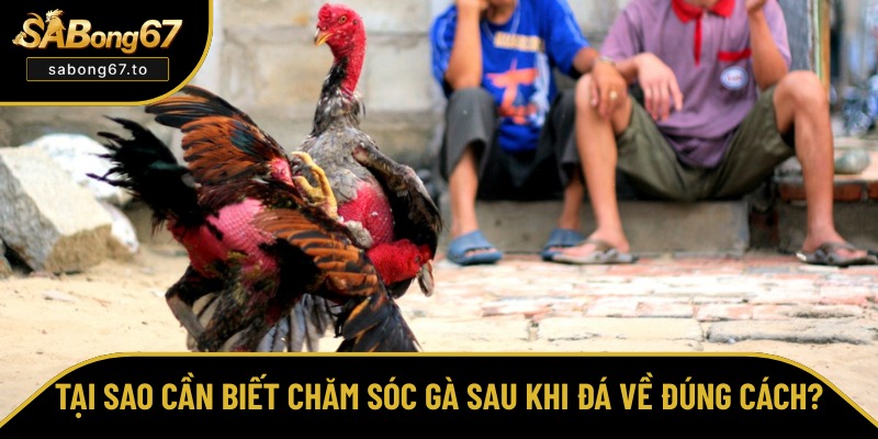 Lợi ích khi chăm sóc gà sau khi đá về đúng cách