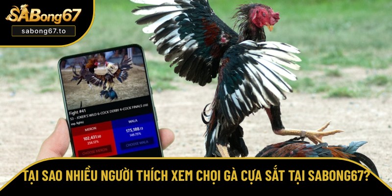 Lý do nên xem đấu gà cựa sắt tại SABong67 Lý do nên xem đấu gà cựa sắt tại SABong67