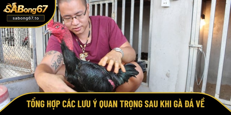 Những điều cần chú ý khi gà thi đấu về